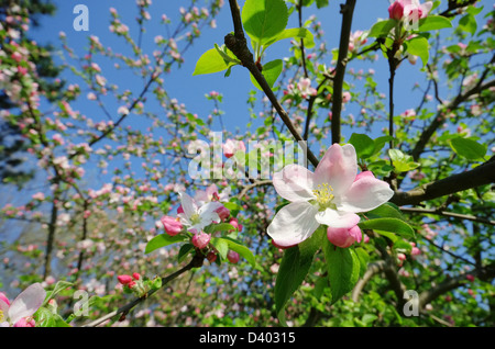 Apfelblüte - die Apfelblüte 08 Stockfoto