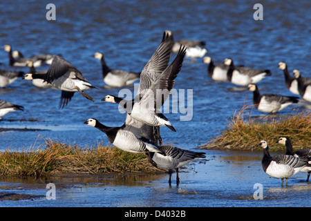 Herde von Weißwangengans (Branta Leucopsis) ausziehen aus See Stockfoto