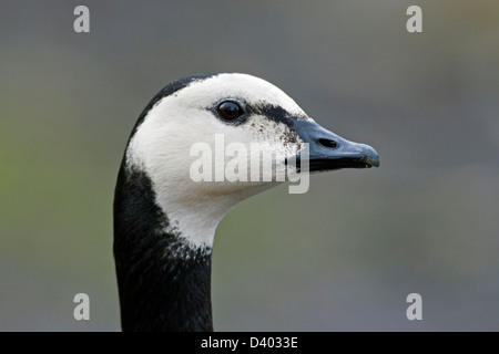 Weißwangengans (Branta Leucopsis) Nahaufnahme des Kopfes Stockfoto