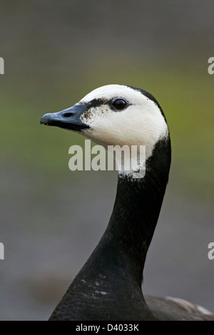 Weißwangengans (Branta Leucopsis) Nahaufnahme des Kopfes Stockfoto