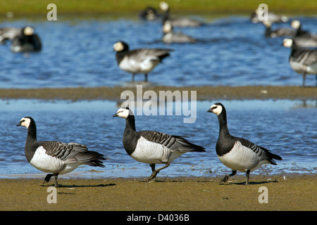 Herde von Weißwangengans (Branta Leucopsis) am See-Ufer Stockfoto