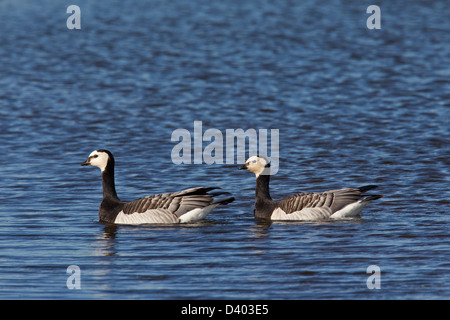 Baden im See zwei Weißwangengans (Branta Leucopsis) Stockfoto