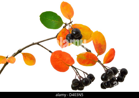 Schwarze Apfelbeere (Aronia Melanocarpa) isoliert auf weißem Hintergrund Stockfoto