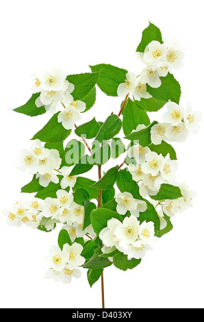 Schöne Filiale von Jasmin mit vielen Blumen Stockfoto