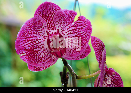 Malaysia, Kuala Lumpur Lake Gardens, Orchid Garden, Orchideas, Blumen, Stockfoto