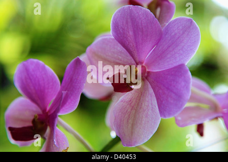 Malaysia, Kuala Lumpur Lake Gardens, Orchid Garden, Orchideas, Blumen, Stockfoto
