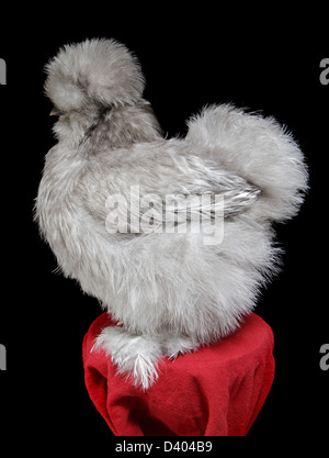 Porträt einer bärtigen blau Silkie Henne an der nordöstlichen Geflügel Kongress 2013, West Springfield, MA. Stockfoto