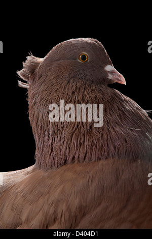 Eine Indische Pfauentaube Eine Rasse Von Ausgefallenen Taube Auf Der Faircount Pigeon Show Ansonia Connecticut Vereinigte Staaten Von Amerika Stockfotografie Alamy