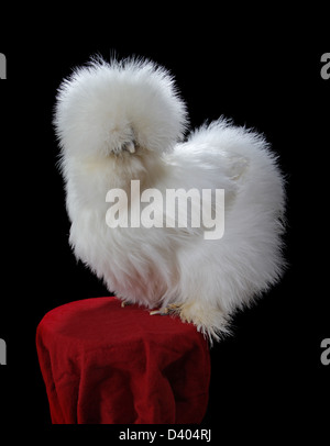 Porträt eines bärtigen weißen Silkie Huhn (Henne). Junior Chamption, nordöstlichen Geflügel-Kongress 2013 in W. Springfield, Massachusetts. Stockfoto