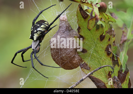 Eine schwarz-gelbe Kreuzspinne Argiope Aurantia, mit einem Ei-Gehäuse. Stockfoto