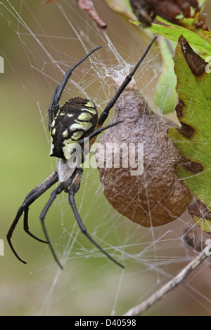 Eine schwarz-gelbe Kreuzspinne Argiope Aurantia, mit einem Ei-Gehäuse. Stockfoto