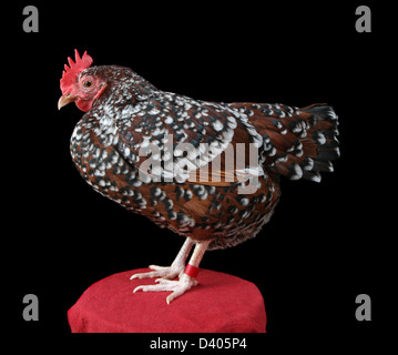 Porträt eines bantam gesprenkelten Sussex-Huhn (Henne). Stockfoto