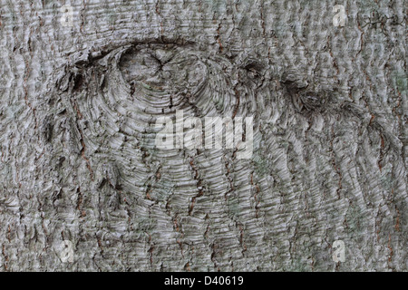 Ein Zweig Narbe in der Rinde eine amerikanische Buche, Fagus Grandifolia. Stockfoto