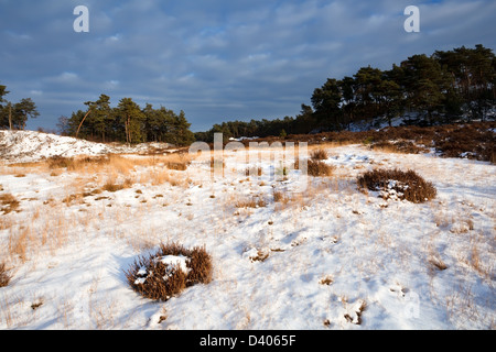 sonnigen wilde Winterlandschaft in der Veluwe, Gelderland Stockfoto