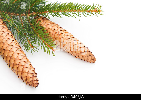 Tannenzapfen und grüne Fichte Weihnachtsbaum auf weißem Hintergrund Stockfoto