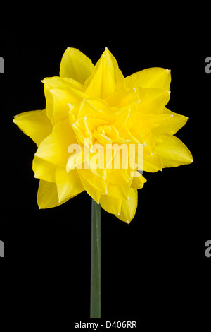 Einzelne gelbe Doppel Narzisse auf schwarzem Hintergrund Stockfoto