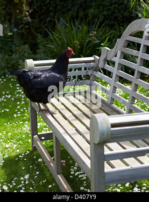 Eine schwarze Henne stehen auf einer Holzbank in einem englischen Landhaus-Garten. Stockfoto