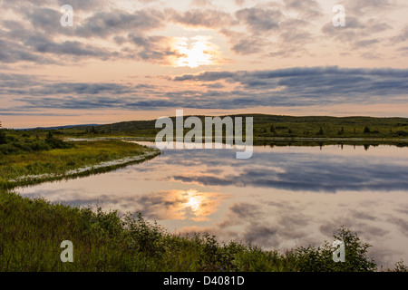 Alaska Wollgras (Wollgras Brachyantherm) wächst entlang einem Tundra-See im westlichen Abschnitt der Denali Nationalpark, Alaska, Stockfoto