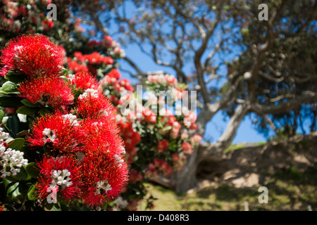 Pohutukawa Baum in voller Blüte. Stockfoto