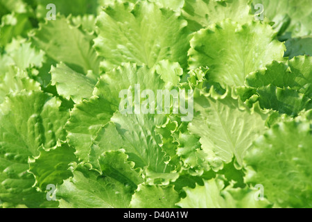 Frischem Salat im Garten Stockfoto