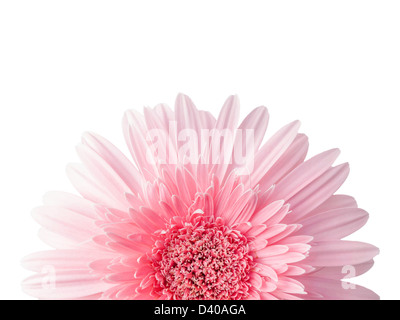 Close up pink Daisy isoliert auf weißem bakground, Gerbera × hybrida Stockfoto