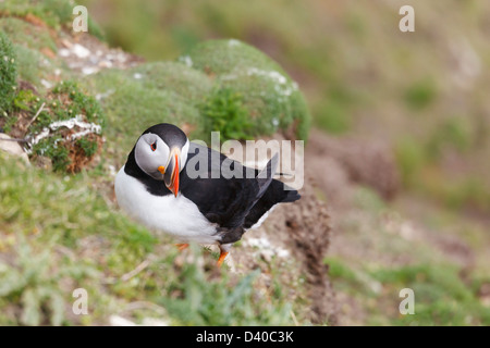 Puffin (Fratercula Arctica) auf Klippen während der Sommerzuchtsaison in Sumburgh Head, Shetland Isles, Schottland, Großbritannien Stockfoto