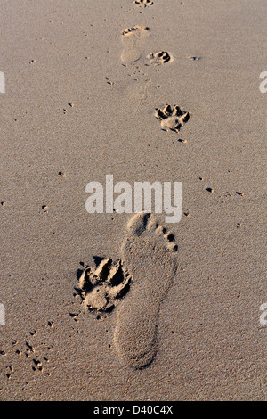 Mans Fußabdrücke und Hunde Pfotenabdrücken nebeneinander im Sand am Strand Stockfoto