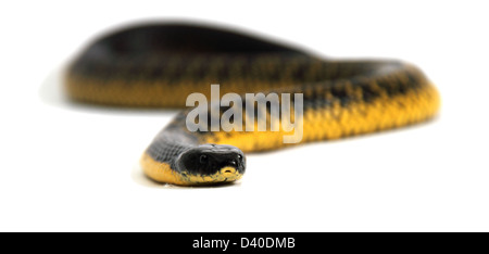 Tiger snake, Notechis Scutatus, fotografiert im studio Stockfoto