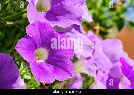 Petunie - Petunie 12 Stockfoto