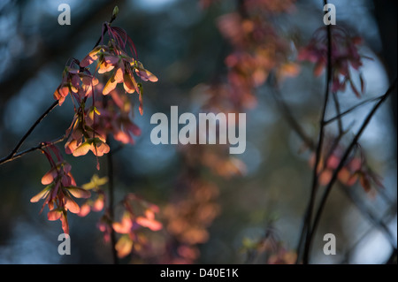 Farbenprächtiger roter Ahorn (Acer rubrum) samaras (geflügelte Samen), die am späten Nachmittag bei strahlendem Sonnenlicht in Atlanta, Georgia, glühten. Stockfoto