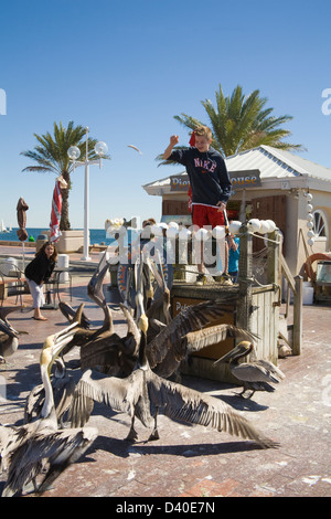 St.Petersburg Florida USA junge Junge werfen Fisch gekauft am Pier Köder Haus Gruppe braune Pelikane mit jungen Mädchen, die gerade auf Stockfoto