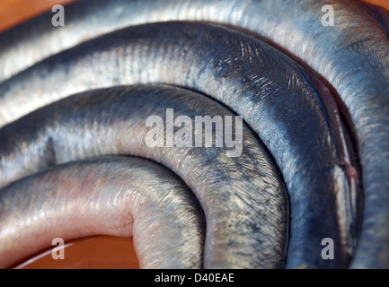 Frischer Fisch Neunaugen auf Platte. Closeup Stockfoto