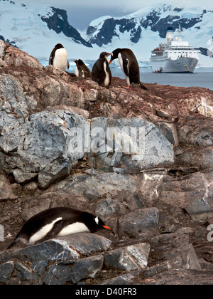 Gentoo Penguins in Paradise Harbour Rookery, Antarktis. Die Kreuzfahrt Schiff Mv ist Entdeckung im Hintergrund Stockfoto
