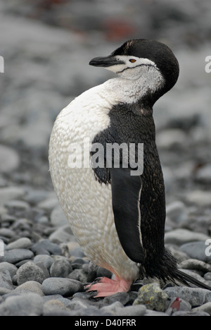 Ein Kinnriemen Pinguin auf Half Moon-Insel in der Süd-Shetland-Inseln der Antarktis Stockfoto