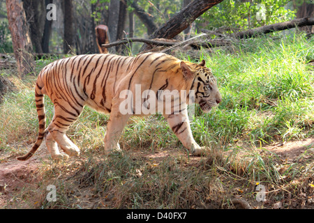 Weisse indische tiger Stockfoto