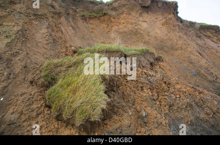 Schnell erodieren Klippe weichen roten Crag Rock im Osten Lane, Bawdsey, Suffolk, England Stockfoto