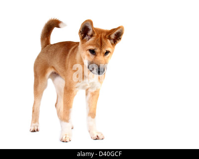 Dingo in einem studio Stockfoto