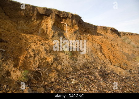 Schnell erodieren Klippe weichen roten Crag Rock im Osten Lane, Bawdsey, Suffolk, England Stockfoto