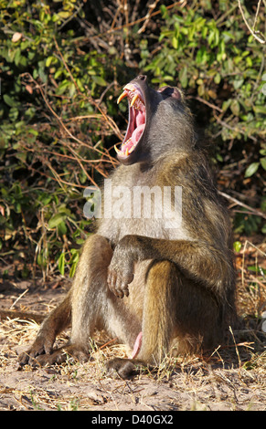 Papio Cynocephalus; Savanne Pavian, Chobe, Botsuana Stockfoto