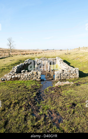 Der römische Tempel des Mithras mit Replica Stein Altäre an Brocolitia Hadrian Wand in der Nähe von Chollerford Northumberland, England Stockfoto