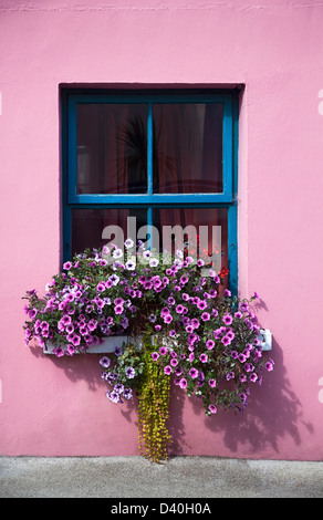 Bunte Fenster Blumen Irland Flieder hängen blaue Box Frame Cottage irischen harmonische Harmonie rustikalen Landhaus Stockfoto