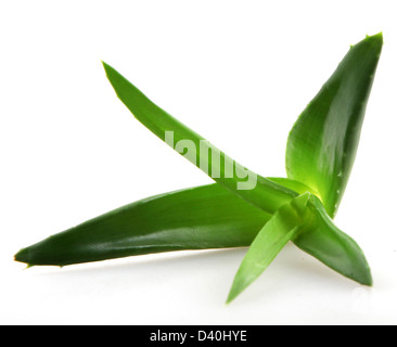 Aloe vera Stockfoto