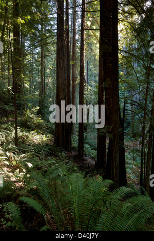 Fern gully Redwood und Douglasie Wald im Van Damme State Park, Nord-Kalifornien, USA. Stockfoto