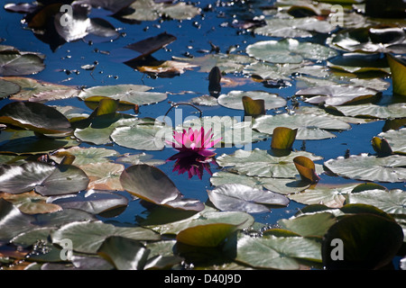 Rote Seerose im Teich Stockfoto
