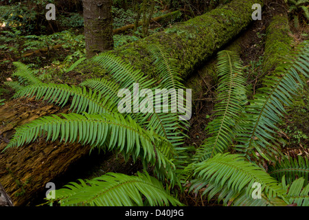 Western Schwert Farn (Polystichum Munitum) in Van Damme State Park, Nord-Kalifornien, USA. Stockfoto