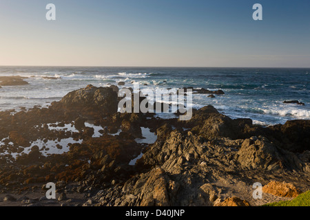 Felsvorsprung mit Tidepools an der Nord-Kalifornien Küste MacKerricher State Park, Kalifornien, USA Stockfoto