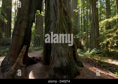 Alte hohl teilweise Coast Redwood (Sequoia Sempervirens) in Gründer Grove, Humboldt Redwoods State Park, Kalifornien, USA Stockfoto