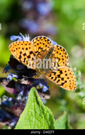 Pearl-umrandeten Fritillary, Boloria euphrosyne Stockfoto