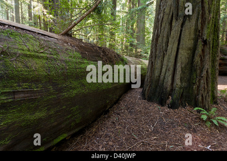 Alten Coast Redwood (Sequoia Sempervirens) in Gründer Grove, Humboldt Redwoods State Park, Avenue of the Giants USA gefallen Stockfoto