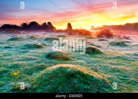 Sonnenaufgang auf der Oberseite der Mendip Hills mit satiniertem grasbewachsenen Knötchen in den Vordergrund und dünner Nebel und kleine Bäume in der Ferne. Stockfoto